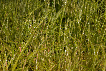  real dew drops on a grass in a garden