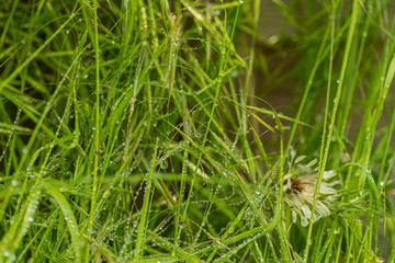 real dew drops on a grass in a garden