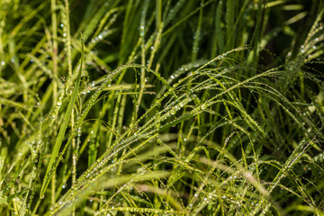 real dew drops on a grass in a garden