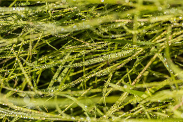 real dew drops on a grass in a garden