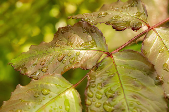 close up of dew drops on a green leaf