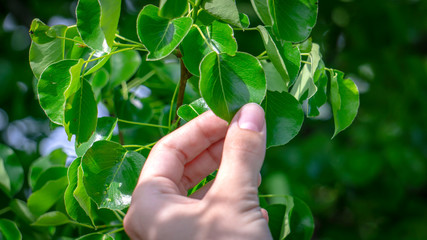 hand holding green leaf.  hold green leaves in hand. spring bloom. 