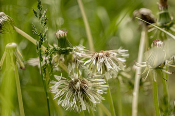 dew drops on the seeds of dandelion