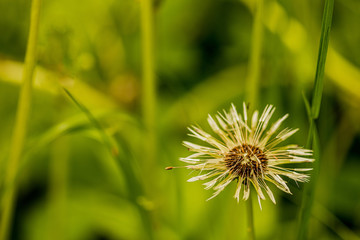 dew drops on the seeds of dandelion