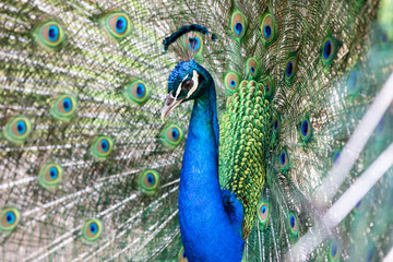 Fototapeta na wymiar Peacock with all its colors