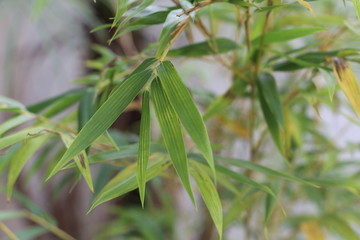 FOLHAS DE BAMBU