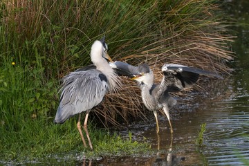 Graureiher im Wasser 18