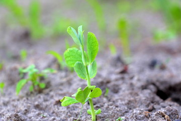  Cultivation of peas. Green sprouts. Fresh new peas in the garden. Sprouted vegetables.  Green sprouted leaves and twigs of peas. Planting peas in May.