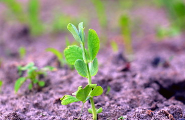  Cultivation of peas. Green sprouts. Fresh new peas in the garden. Sprouted vegetables.  Green sprouted leaves and twigs of peas. Planting peas in May.