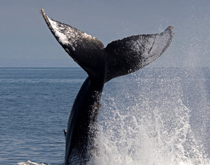 Humpback Whale Fluke Off Channel Islands