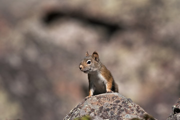 Naklejka na ściany i meble American red squirrel, tamiasciurus hudsonicus, squirrel, yellowstone national park