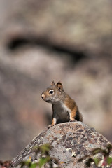 Naklejka na ściany i meble American red squirrel, tamiasciurus hudsonicus, squirrel, yellowstone national park