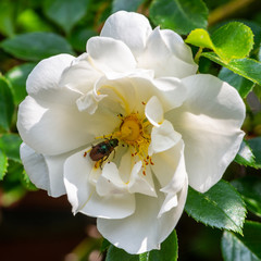 Mating Garden Beetles on a rose