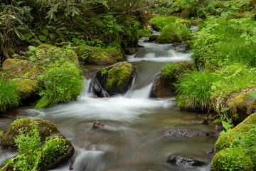 木谷沢渓流　鳥取県 大山中腹の渓流
