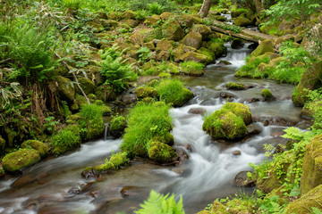 木谷沢渓流　鳥取県 大山中腹の渓流