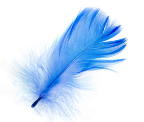 blue bird feather isolated on white