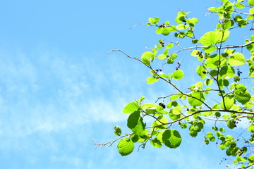 Erlenblätter vor blauen Himmel