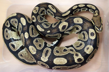 snake Royal Python, or Ball Python Python regius lies in a plastic box during a zoo exhibition for...