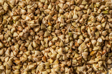 background of germinated raw buckwheat close up