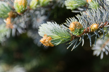 Close-up of coniferous tree branch