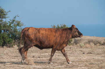 Brown cow on desert field and blue sea and sky background in sunny summer day