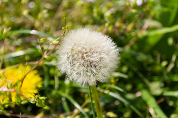 Close-up of a dandelion, environmental background