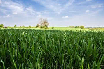 Countryside landscape with green grass and blue sky in Northern France