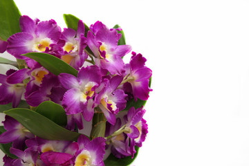 Obraz premium Pink Orchid Blossom isolated on a White Background