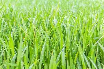 Close-up of green tall grass, environmental background