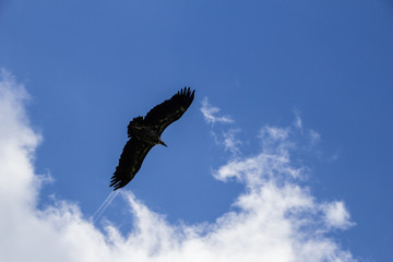Vulture flying over blue sky