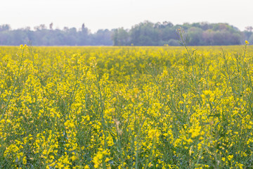 Countryside landscape in Northern France