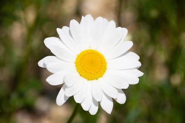 Close-up of a daisy flower