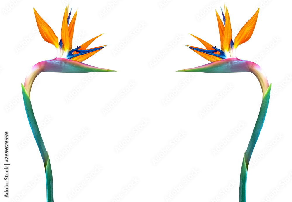 Wall mural bird of paradise flowers isolated on a white background as a border copy space 