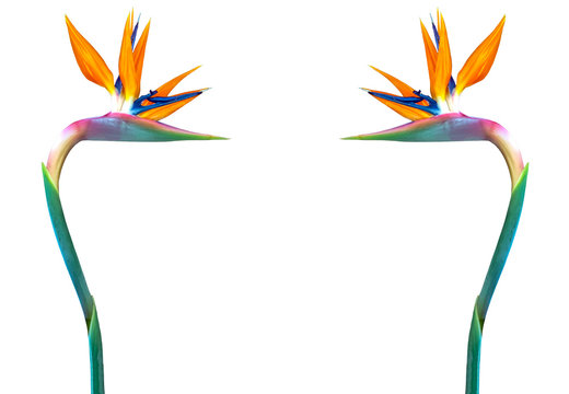 bird of paradise flowers isolated on a white background as a border copy space 