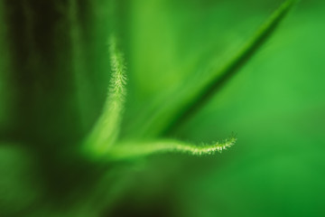 Anatomy of Medical Cannabis Indica Flowering Time - Macro Photo of Primordial, Premature Stage of Stigmas and Calyx with Trichomes, flower period.