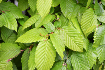 green leaves of raspberry