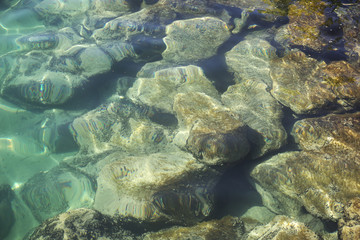fish in sea