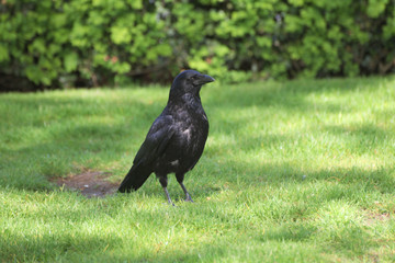 black crow on grass