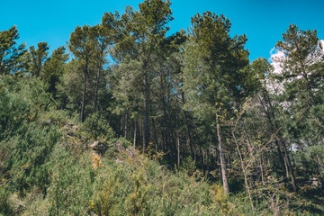 Spanish scenery,hills and blue sky. Mediterranean landscape, woods and mountains. Pines.