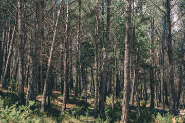 Naklejka premium Spanish scenery,hills and blue sky. Mediterranean landscape, woods and mountains. Pines.