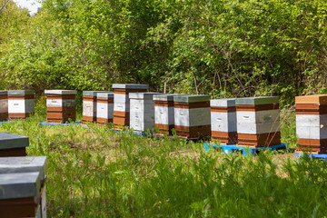 Apiculture - rucher