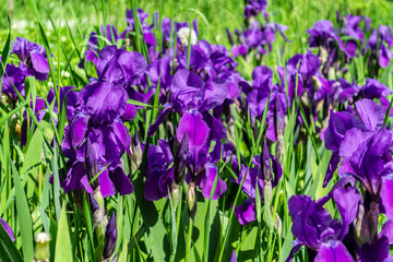 Violet flowers and green