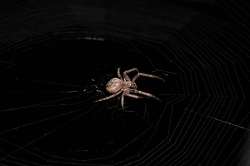 Macro of a spider on a black background