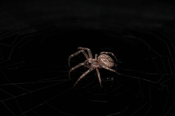 Macro of a spider on a black background