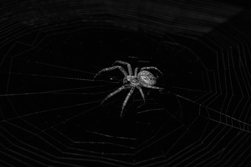 Macro of a spider on a black background