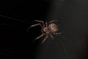 Macro of a spider on a black background