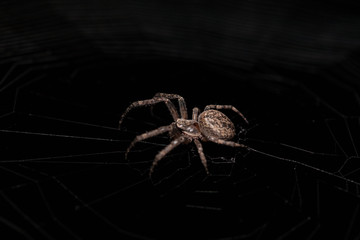Macro of a spider on a black background
