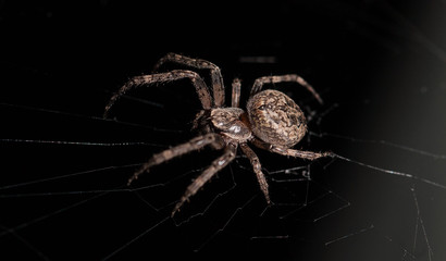 Macro of a spider on a black background