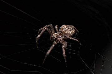Macro of a spider on a black background