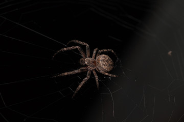 Macro of a spider on a black background